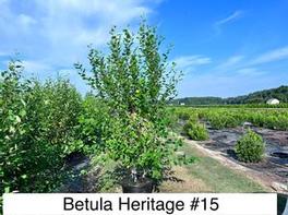 Betula Heritage 