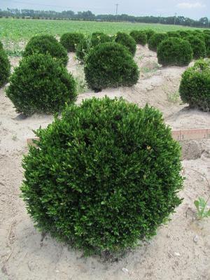 Buxus sinica v. insularis Justin Browers 