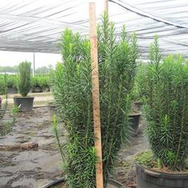 Cepholotaxus Fastigiata Cepholotaxus Fastigiata