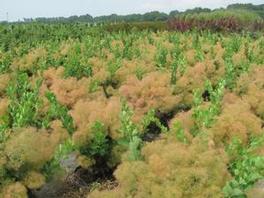 Cotinus Young Lady 