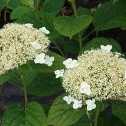 Hydrangea aborescens dardom 'White Dome' Hydrangea aborescens dardom 'White Dome'