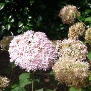 Hydrangea arborescens PP20765 / Proven Winners® 'Color Choice® Invincibelle® Spirit' Hydrangea arborescens PP20765 / Proven Winners® 'Color Choice® Invincibelle® Spirit'