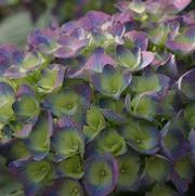 Hydrangea macrophylla Proven Winners® macrophylla 'Color Choice® Cityline® Rio' Hydrangea macrophylla Proven Winners® macrophylla 'Color Choice® Cityline® Rio'