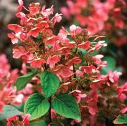 Hydrangea paniculata PP16812 / Proven Winners® 'Color Choice® Quick Fire®' Hydrangea paniculata PP16812 / Proven Winners® 'Color Choice® Quick Fire®'
