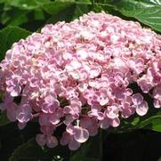Hydrangea M. Ayesha Hydrangea M. Ayesha