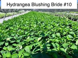 Hydrangea macrophylla PP17169 / Endless Summer® Blushing Bride® 