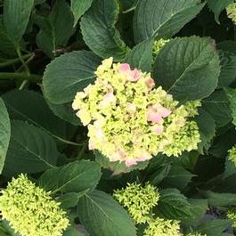Hydrangea M. Double Delights® Wedding Gown Hydrangea M. Double Delights® Wedding Gown