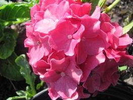 Hydrangea M. Pia Hydrangea M. Pia