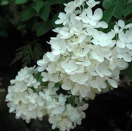 Hydrangea P. Bombshell Hydrangea P. Bombshell