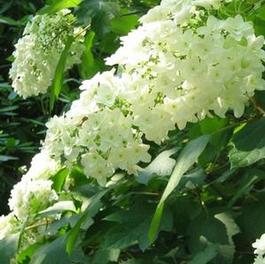 Hydrangea q. Snowflake Hydrangea q. Snowflake