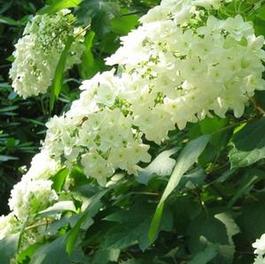 Hydrangea q. Snowflake 