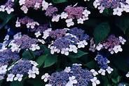 Hydrangea S. Blue Wave Hydrangea S. Blue Wave