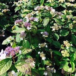 Hydrangea S. Coerulea Lace Hydrangea S. Coerulea Lace