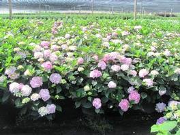 Hydrangea S. Preziosa Hydrangea S. Preziosa