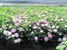 Hydrangea S. Preziosa 