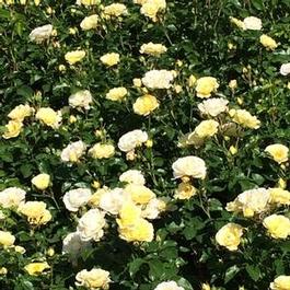 Rosa PP24773 / Drift® Popcorn Rosa PP24773 / Drift® Popcorn