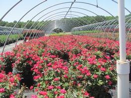 Rosa 'Radtko' PP16202 / Knock Out® Double Rosa 'Radtko' PP16202 / Knock Out® Double
