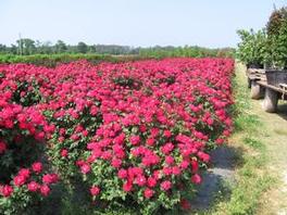 Rosa 'Radrazz' PP11836 / Knock Out® Rosa 'Radrazz' PP11836 / Knock Out®