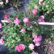 Rosa 'Radtkopink' PP18507 / Knock Out® Pink Double Rosa 'Radtkopink' PP18507 / Knock Out® Pink Double