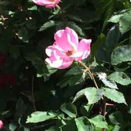 Rosa 'Radcor Rosa 'Radcor