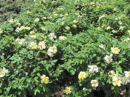 Rosa 'Radsunny' PP18562 / Knock Out® Sunny 