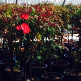 Rosa Tree ko Knock Out Rosa Tree ko Knock Out