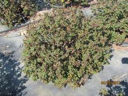 Rosa 'Radwhite' PP20273 / (Knock Out® White) Rosa 'Radwhite' PP20273 / (Knock Out® White)