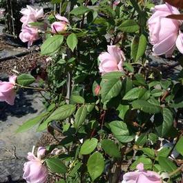 Rosa clg. David Austin Generous Gardener® 