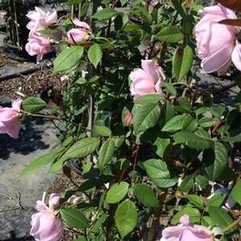 Rosa clg. David Austin Generous Gardener® Rosa clg. David Austin Generous Gardener®