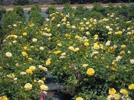 Rosa clg. David Austin Graham Thomas® Rosa clg. David Austin Graham Thomas®