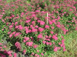 Spiraea Anthony Waterer 