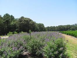 Vitex Shoal Creek 