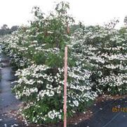Viburnum plicatum tom. Summer Snowflake Viburnum plicatum tom. Summer Snowflake