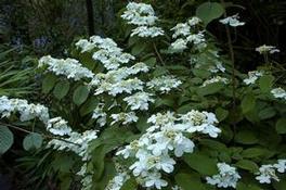 Viburnum plicatum tom. Shasta 