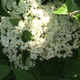 Viburnum dentatum Michael Dodge Viburnum dentatum Michael Dodge
