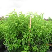 Viburnum dentatum Viburnum dentatum