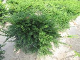Taxus Green Wave Taxus Green Wave