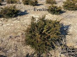 Taxus Everlow 