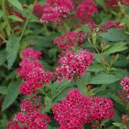 Spiraea Neon Flash Spiraea Neon Flash