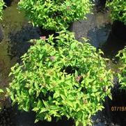 Spirea Flaming Mound 