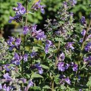 Nepeta Walker's Low Nepeta Walker's Low