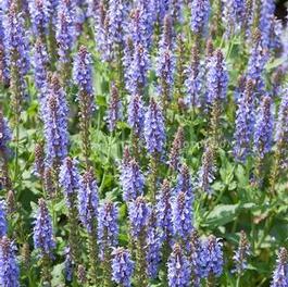 Salvia Blue Hill Salvia Blue Hill
