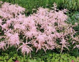Astilbe 'Sprite' Astilbe 'Sprite'