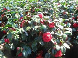 Camellia j. April Tryst Camellia j. April Tryst