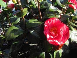 Camellia j. Turandot Camellia j. Turandot