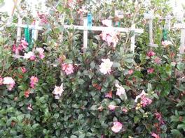 Camellia s. Long Island Pink Camellia s. Long Island Pink