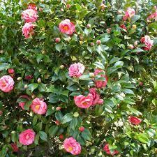 Camellia s. Winter's Joy Camellia s. Winter's Joy