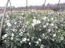 Camellia s. Snow Flurry Camellia s. Snow Flurry