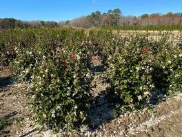 Camellia s. Winter's Snowman 