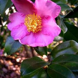 Camellia s. Winter's Star Camellia s. Winter's Star
